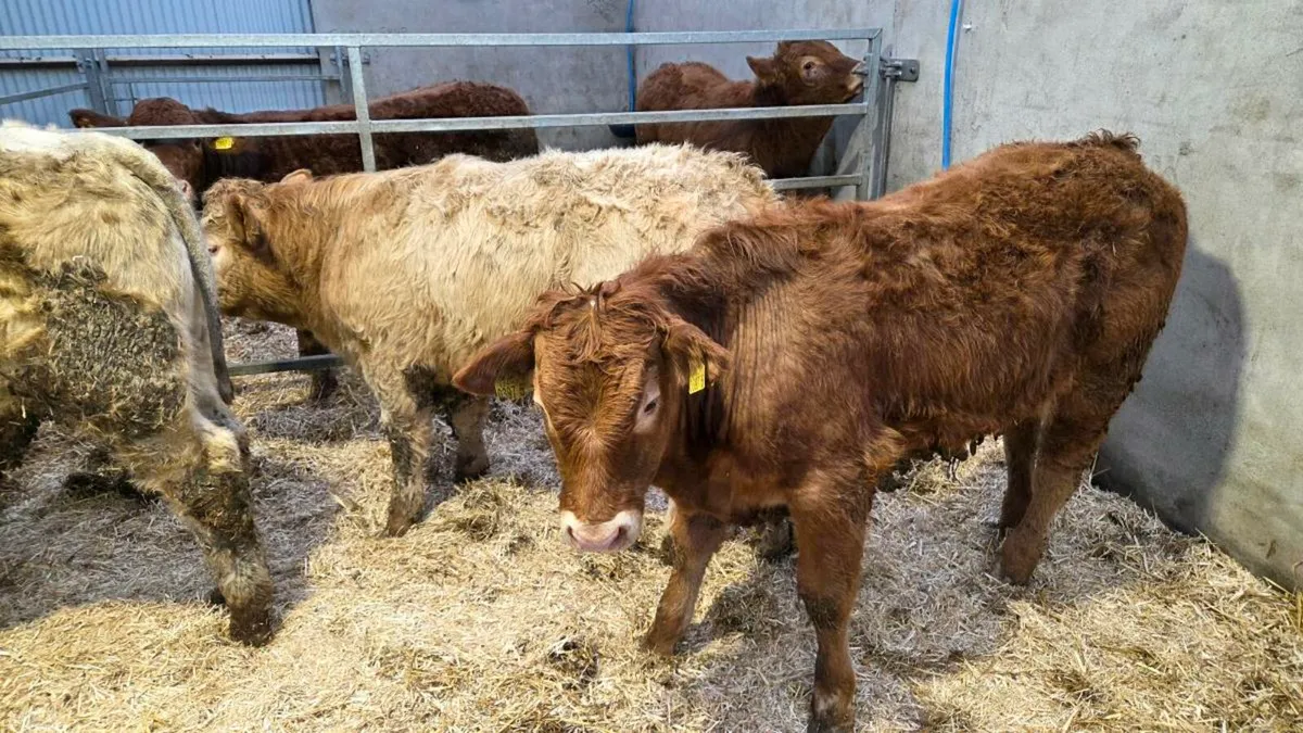 Charolais Bullocks - Image 2