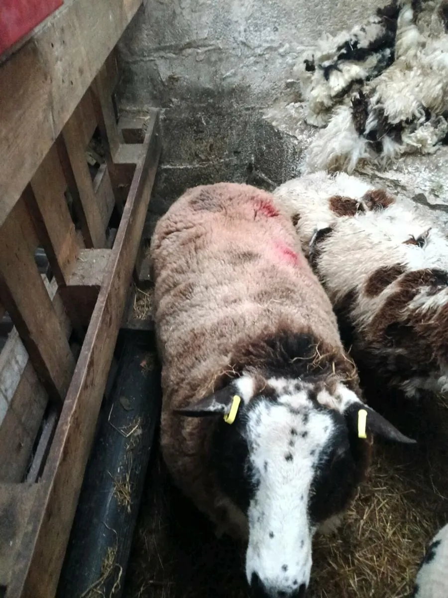 Dutch spotted ewe - Image 1