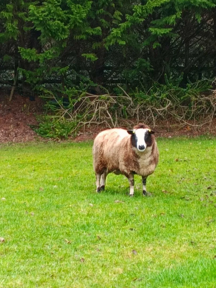 Dutch spotted ewe - Image 2