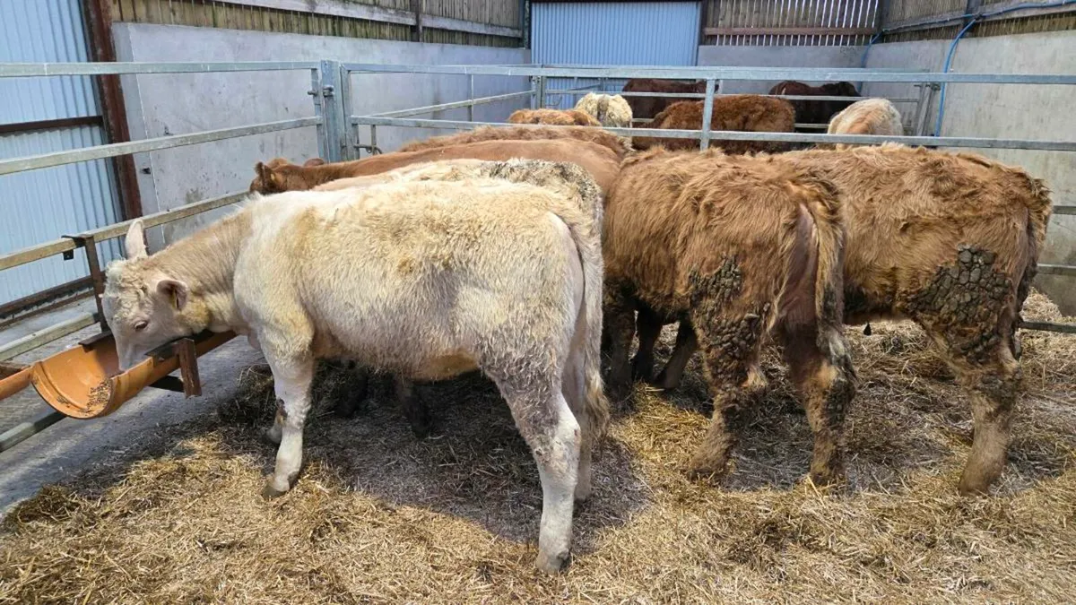 Charolais Heifers - Image 2