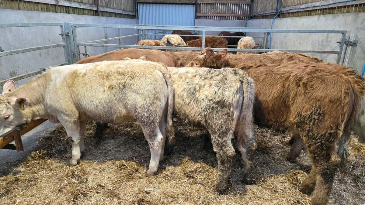 Charolais Heifers - Image 3