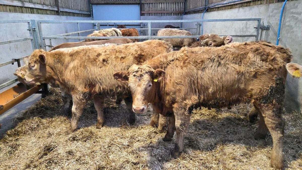 Charolais Heifers - Image 1