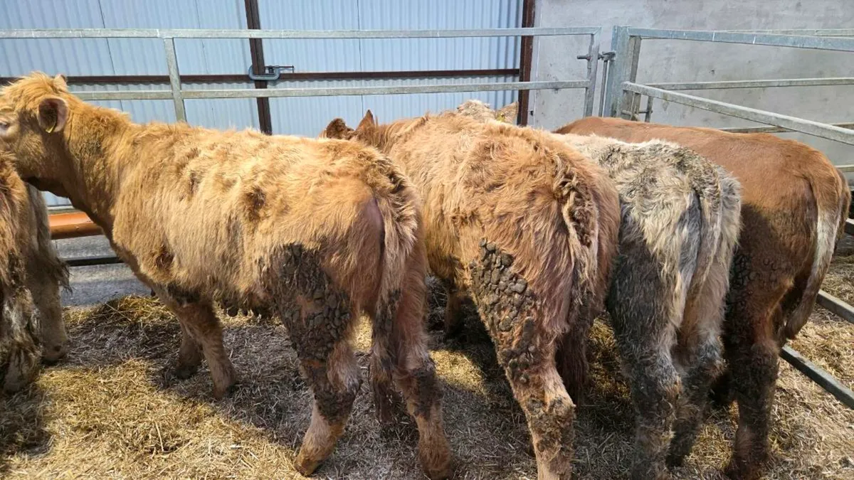 Charolais Heifers - Image 4