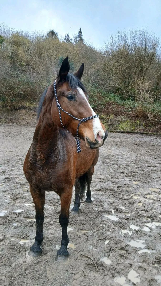 Mare 4 year old. - Image 1