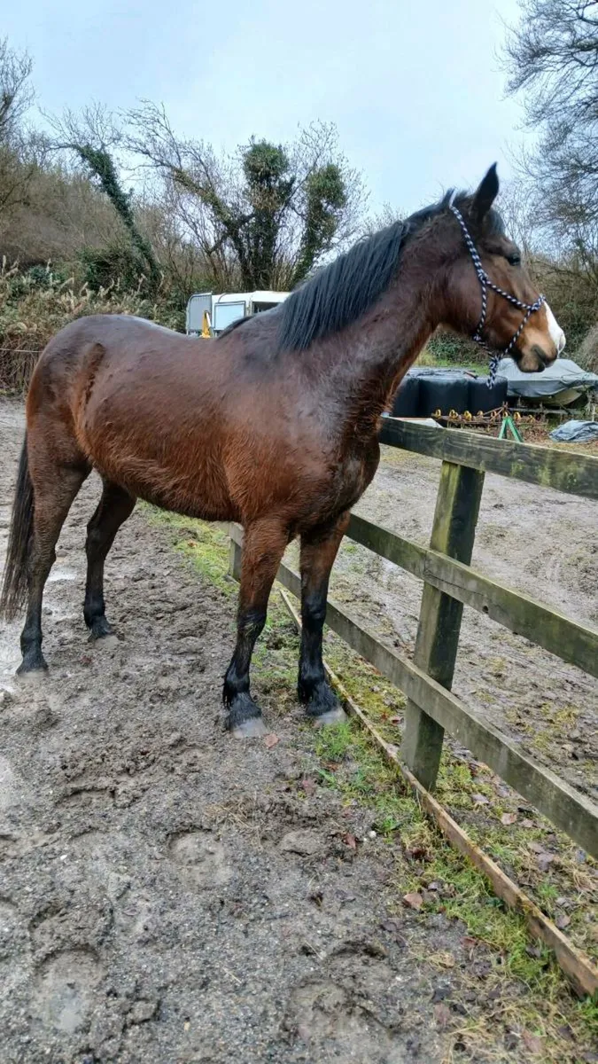 Mare 4 year old. - Image 2