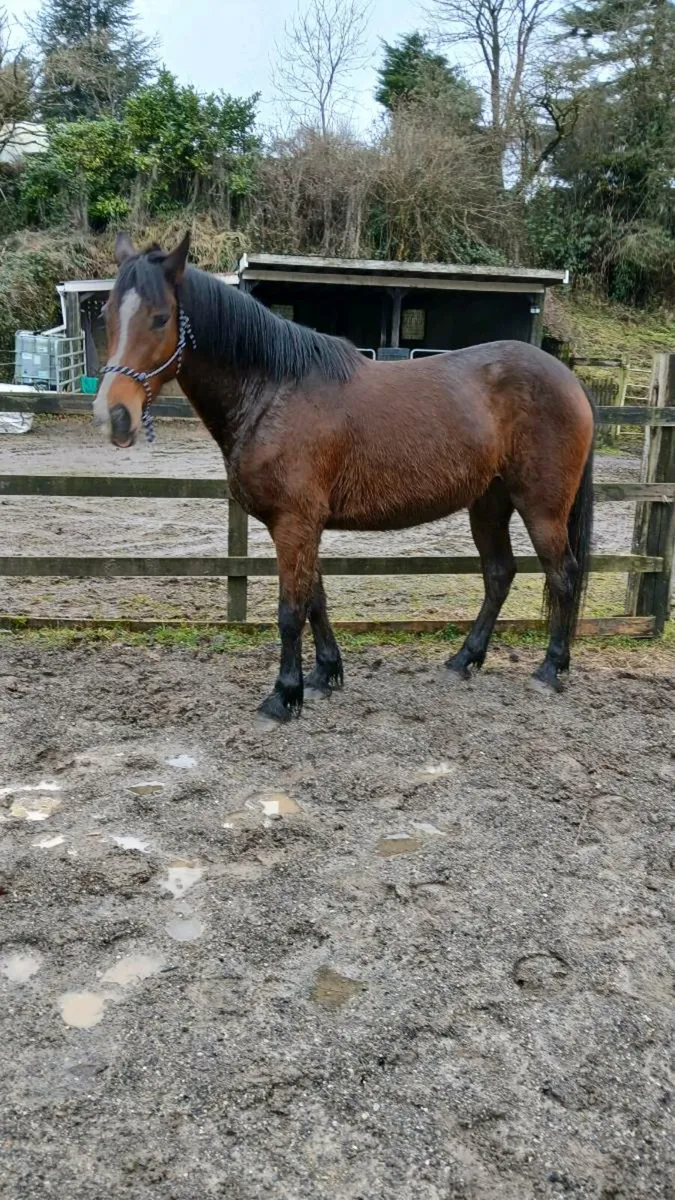 Mare 4 year old. - Image 3