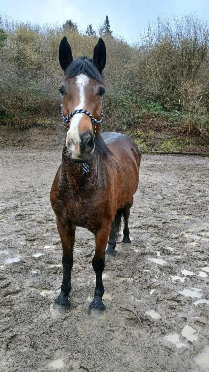 Mare 4 year old. - Image 4