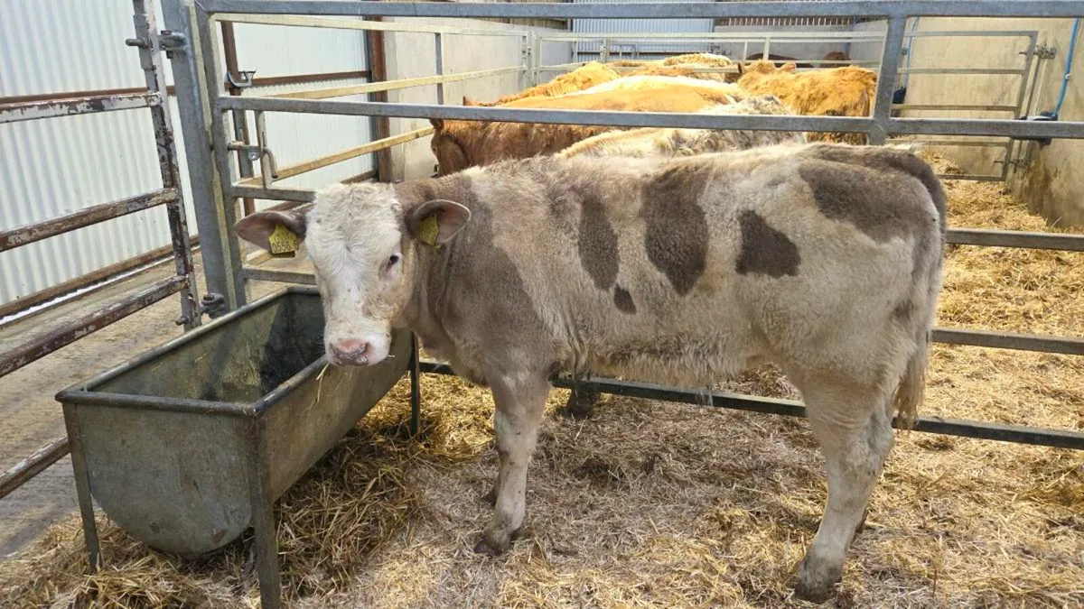 Charolais Heifers - Image 1