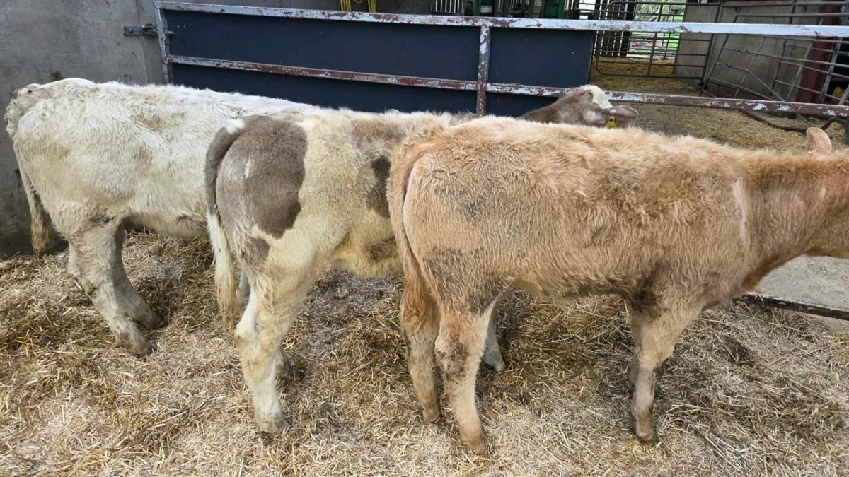 Charolais Heifers - Image 2