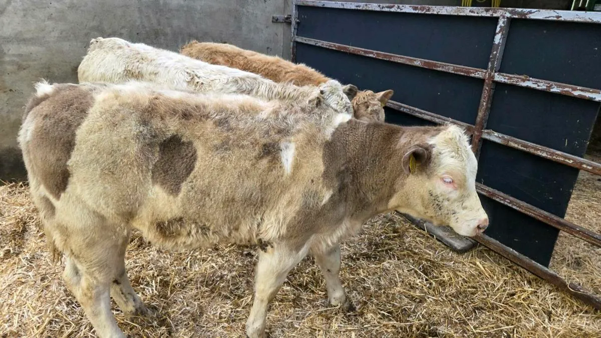 Charolais Heifers - Image 3