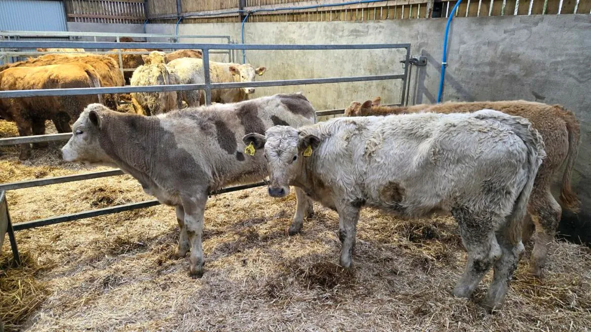 Charolais Heifers - Image 4