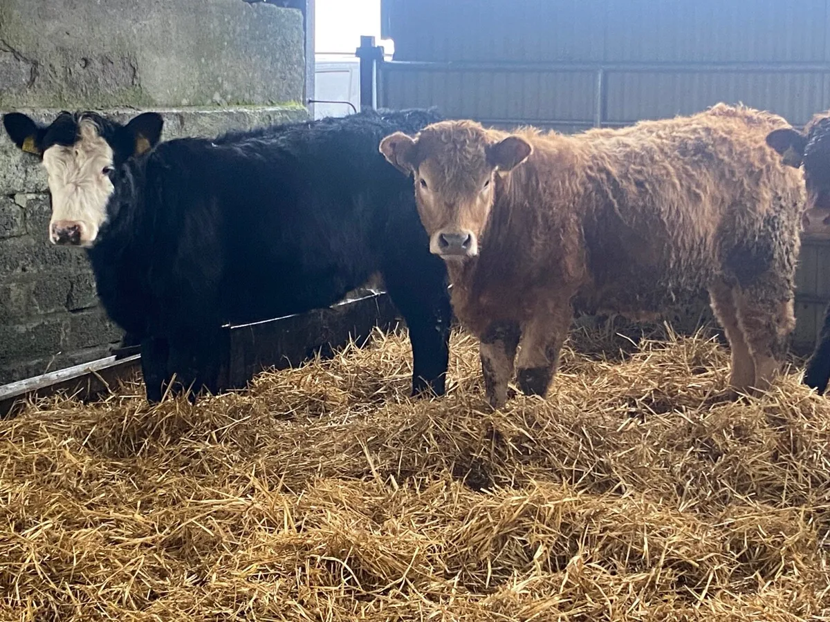 4 Super Heifer Weanlings - Image 3