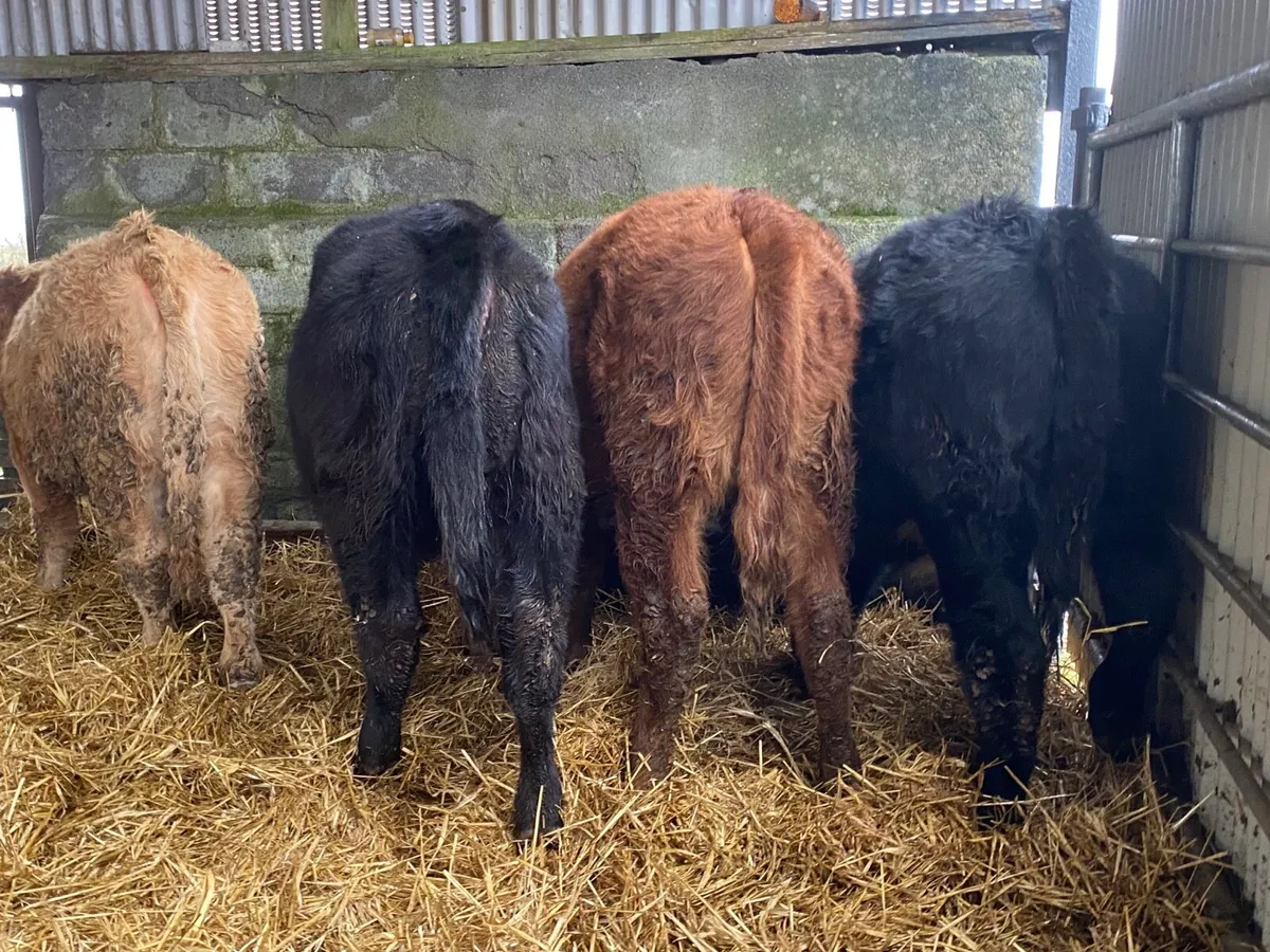 4 Super Heifer Weanlings - Image 1