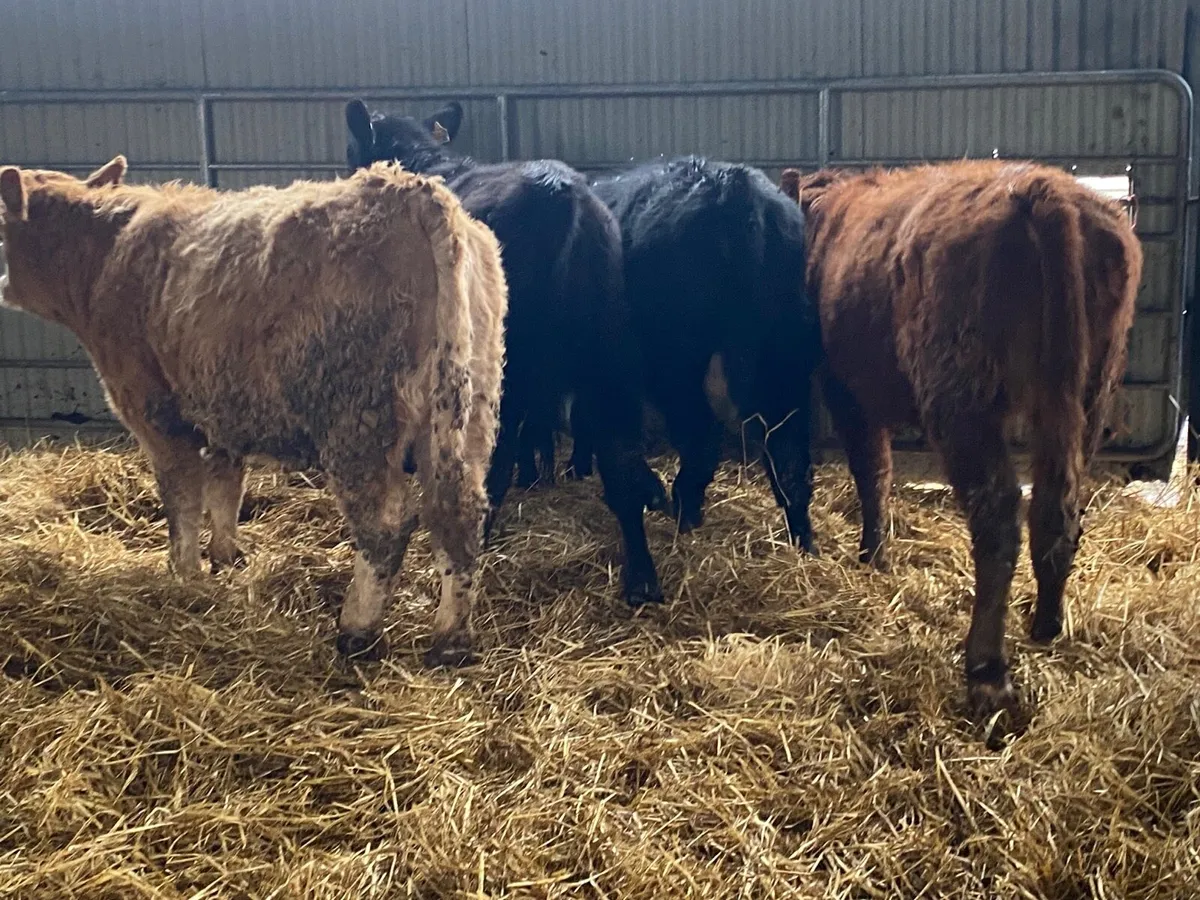 4 Super Heifer Weanlings - Image 4