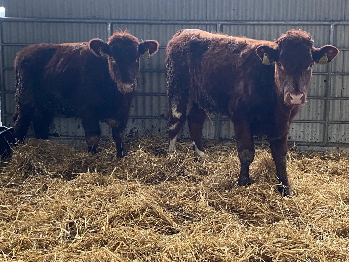 2 Super Shorthorn Heifers - Image 4