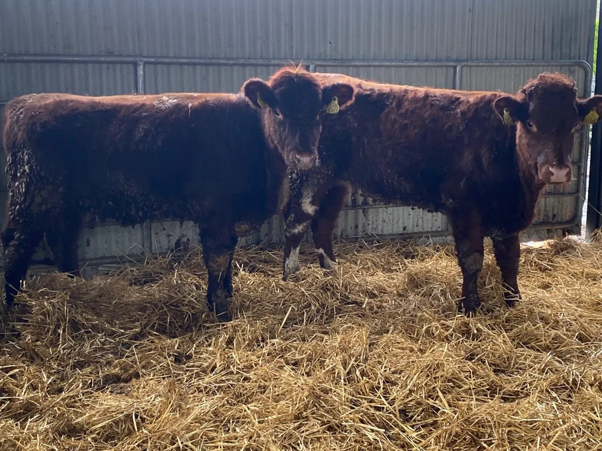 2 Super Shorthorn Heifers - Image 1