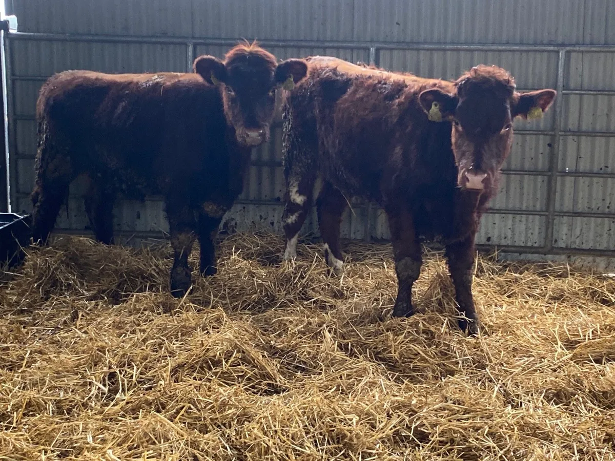 2 Super Shorthorn Heifers - Image 2