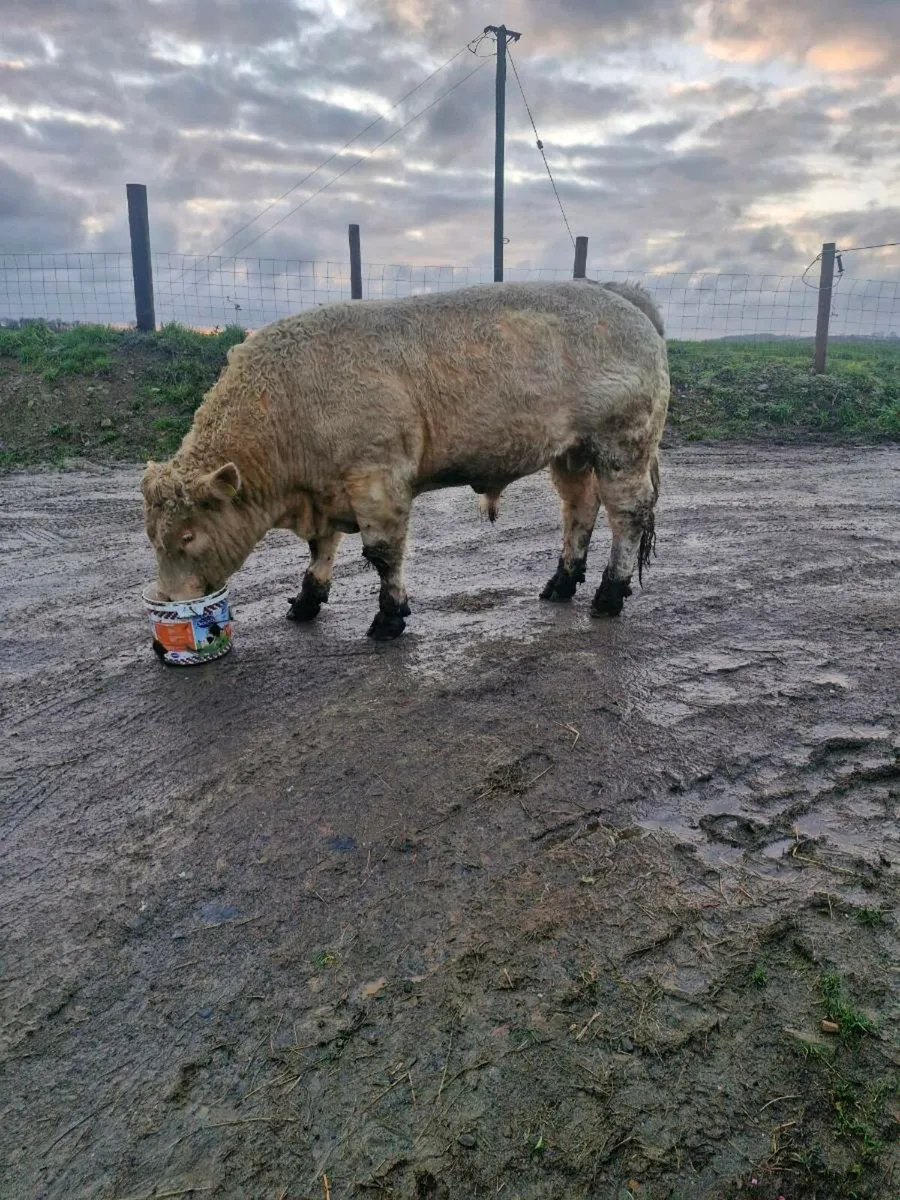 Charolais bulls - Image 2