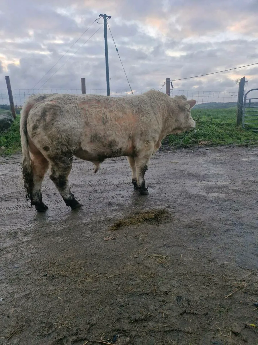 Charolais bulls - Image 1