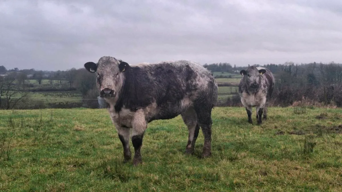 Limousin out of Belgian blue - Image 3