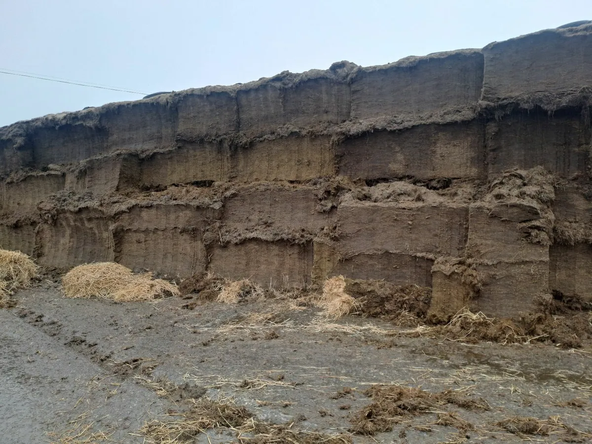 Pit silage - Image 1