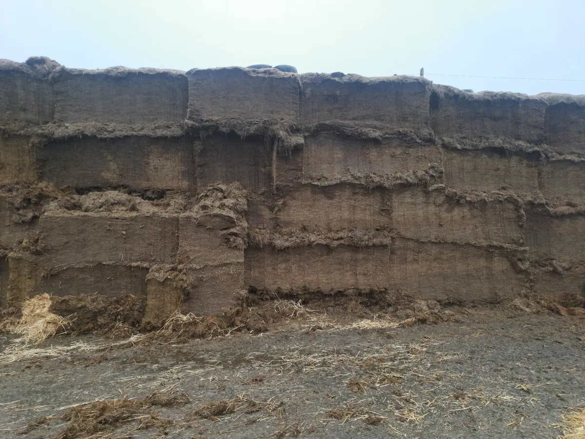 Pit silage - Image 2