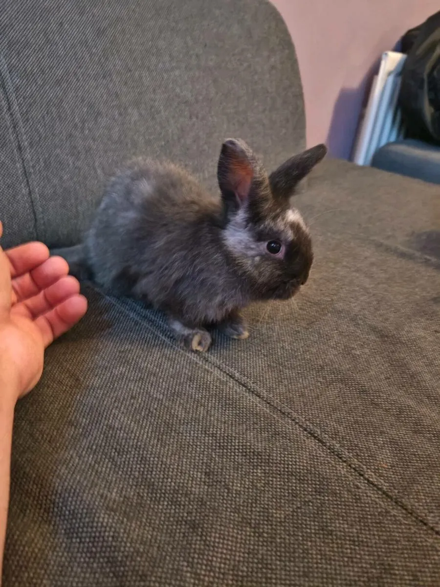 Little playful - Image 1