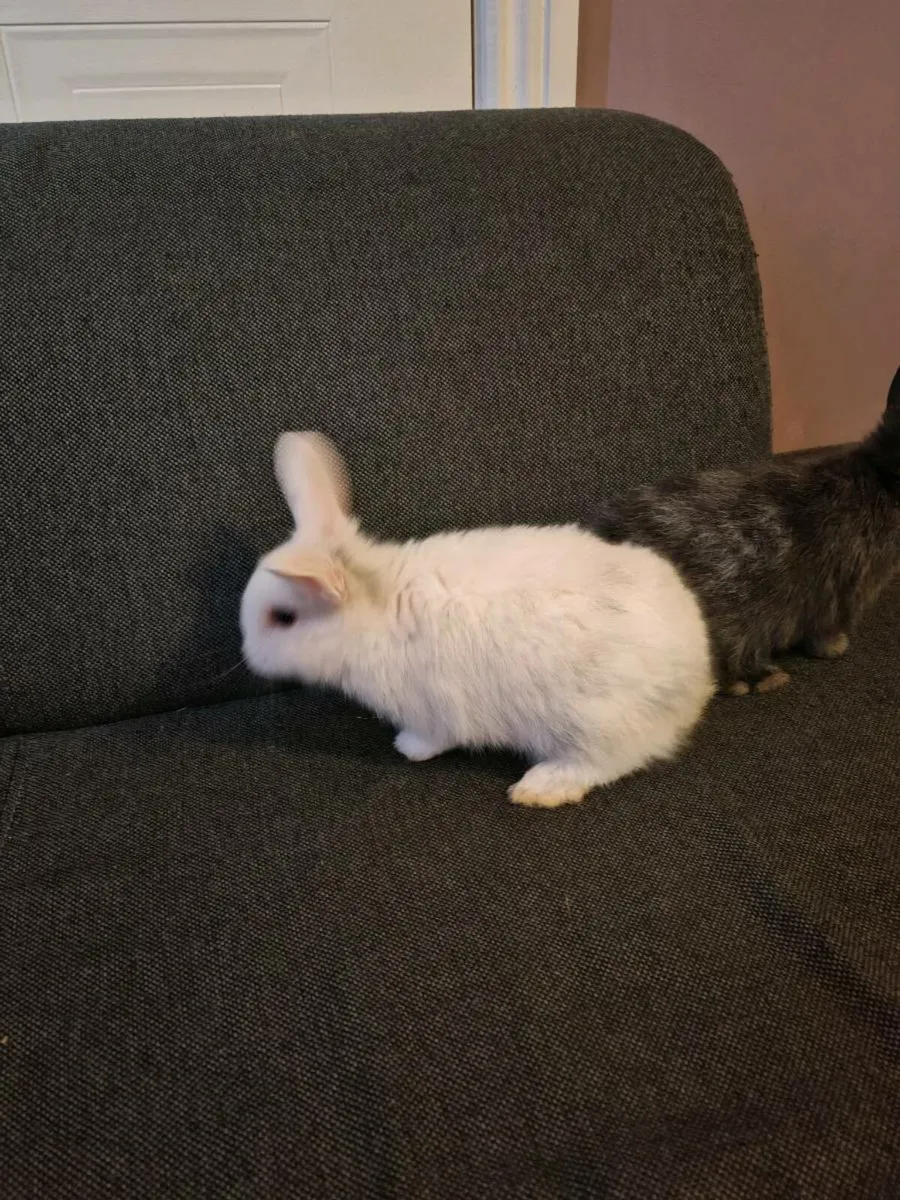 Little playful - Image 2