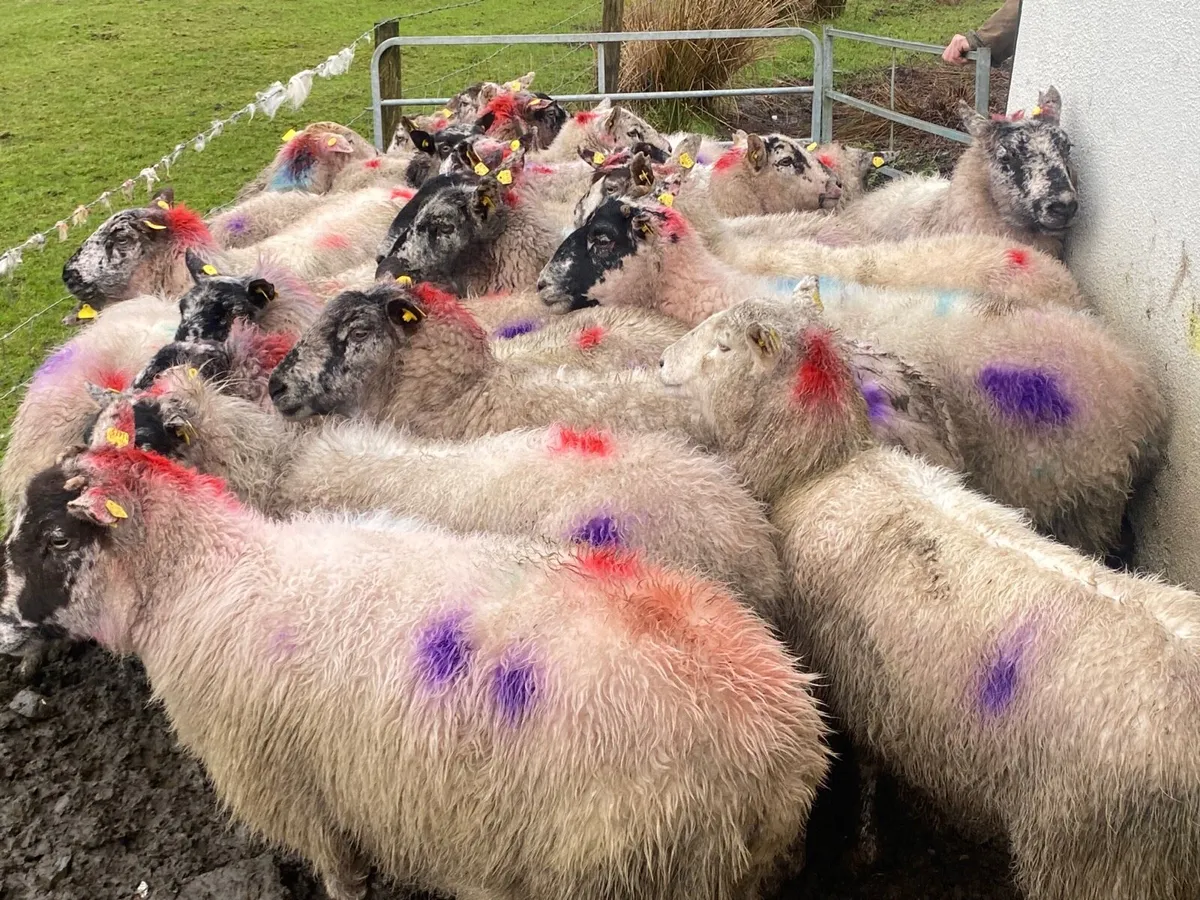 24 Super Ewes Scanned Inlamb - Image 1
