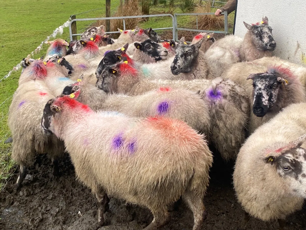 24 Super Ewes Scanned Inlamb - Image 4