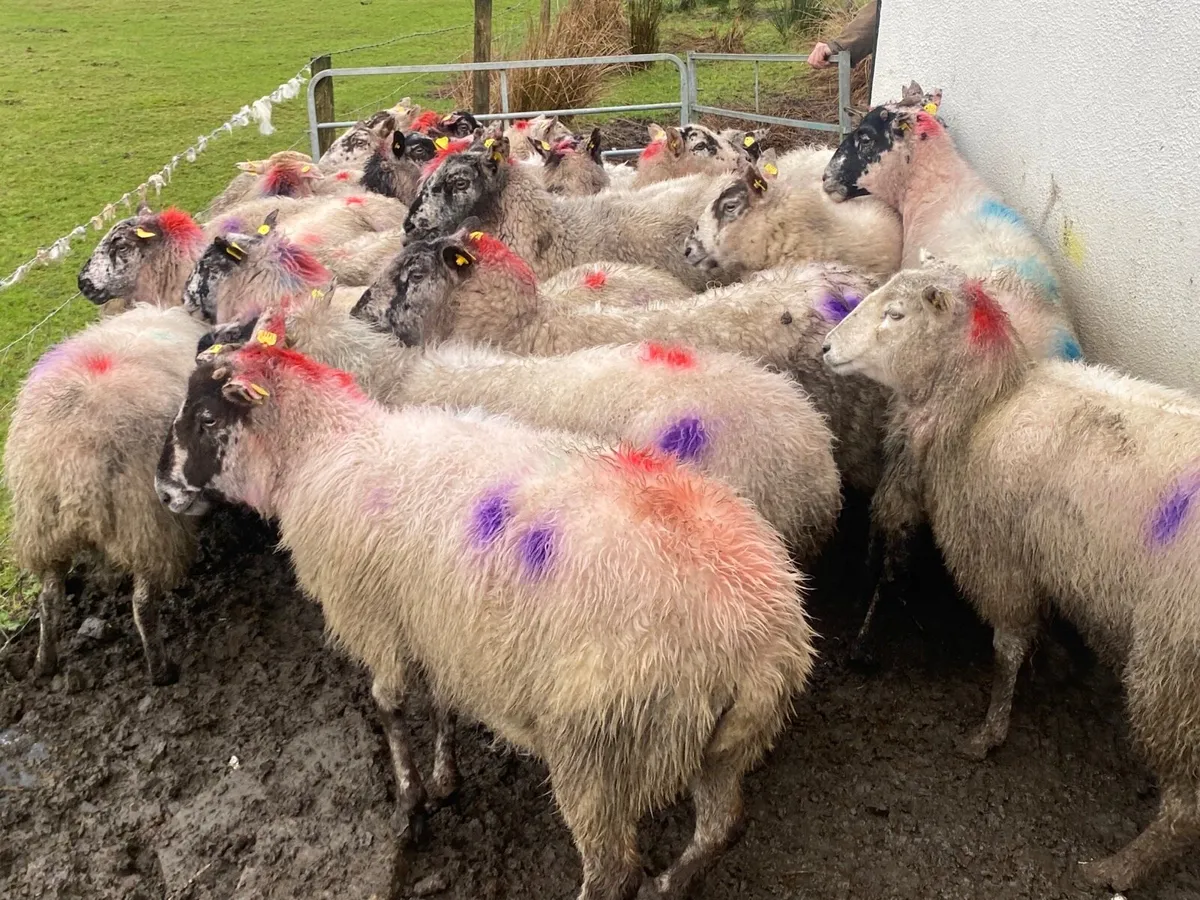 24 Super Ewes Scanned Inlamb - Image 3