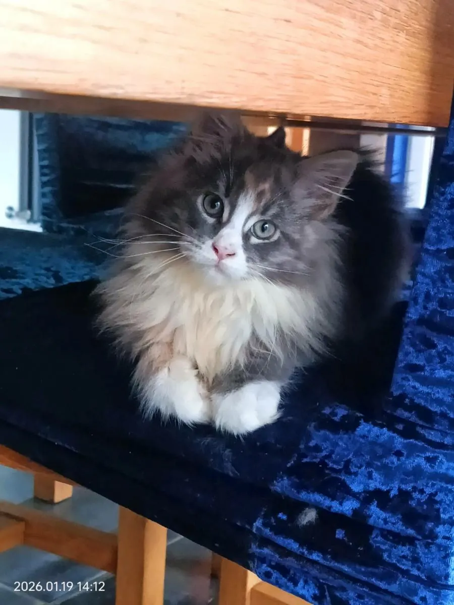GCCFI registered Maine Coon Kittens - Image 4