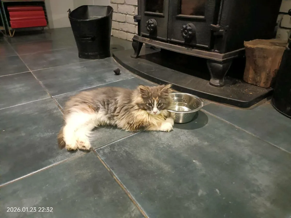 GCCFI registered Maine Coon Kittens - Image 1