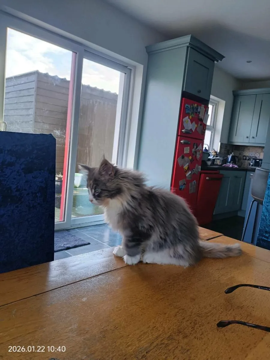 GCCFI registered Maine Coon Kittens - Image 2