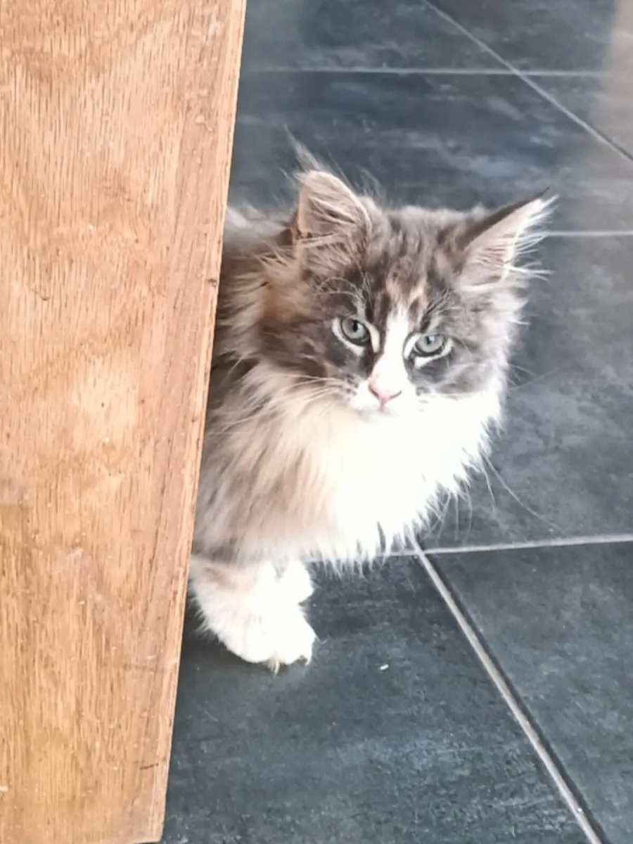 GCCFI registered Maine Coon Kittens - Image 3