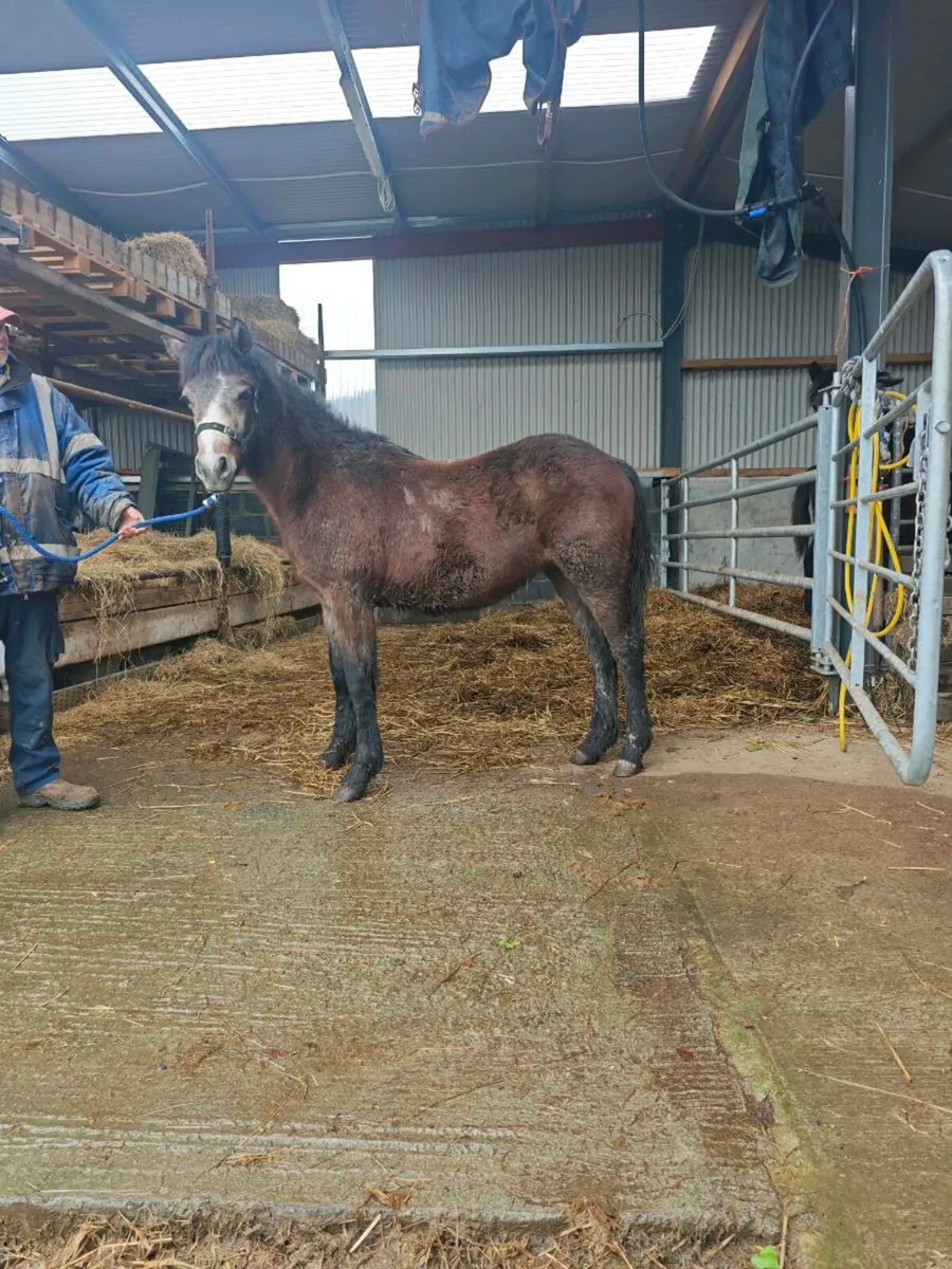 Connemara colt foal - Image 1