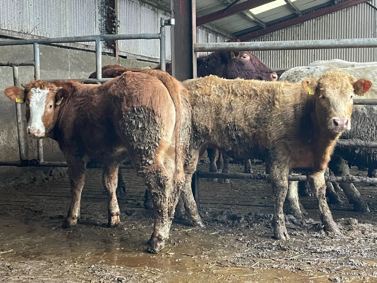 2 Super Continental Heifer Weanlings - Image 1