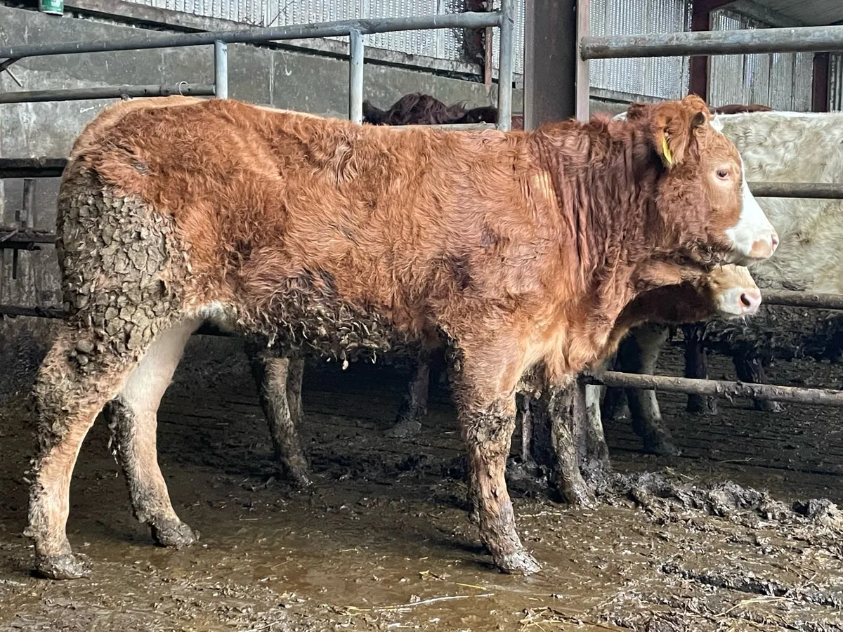 2 Super Continental Heifer Weanlings - Image 4