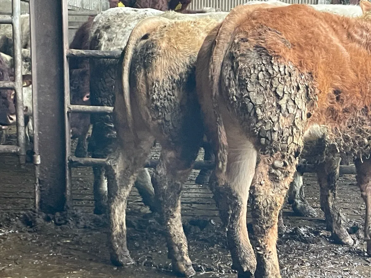 2 Super Continental Heifer Weanlings - Image 2