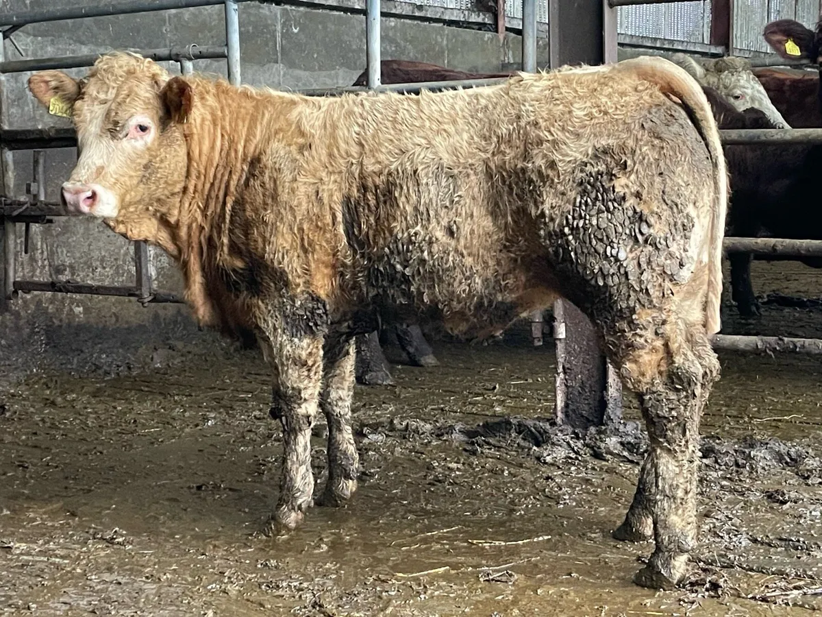 2 Super Continental Heifer Weanlings - Image 3