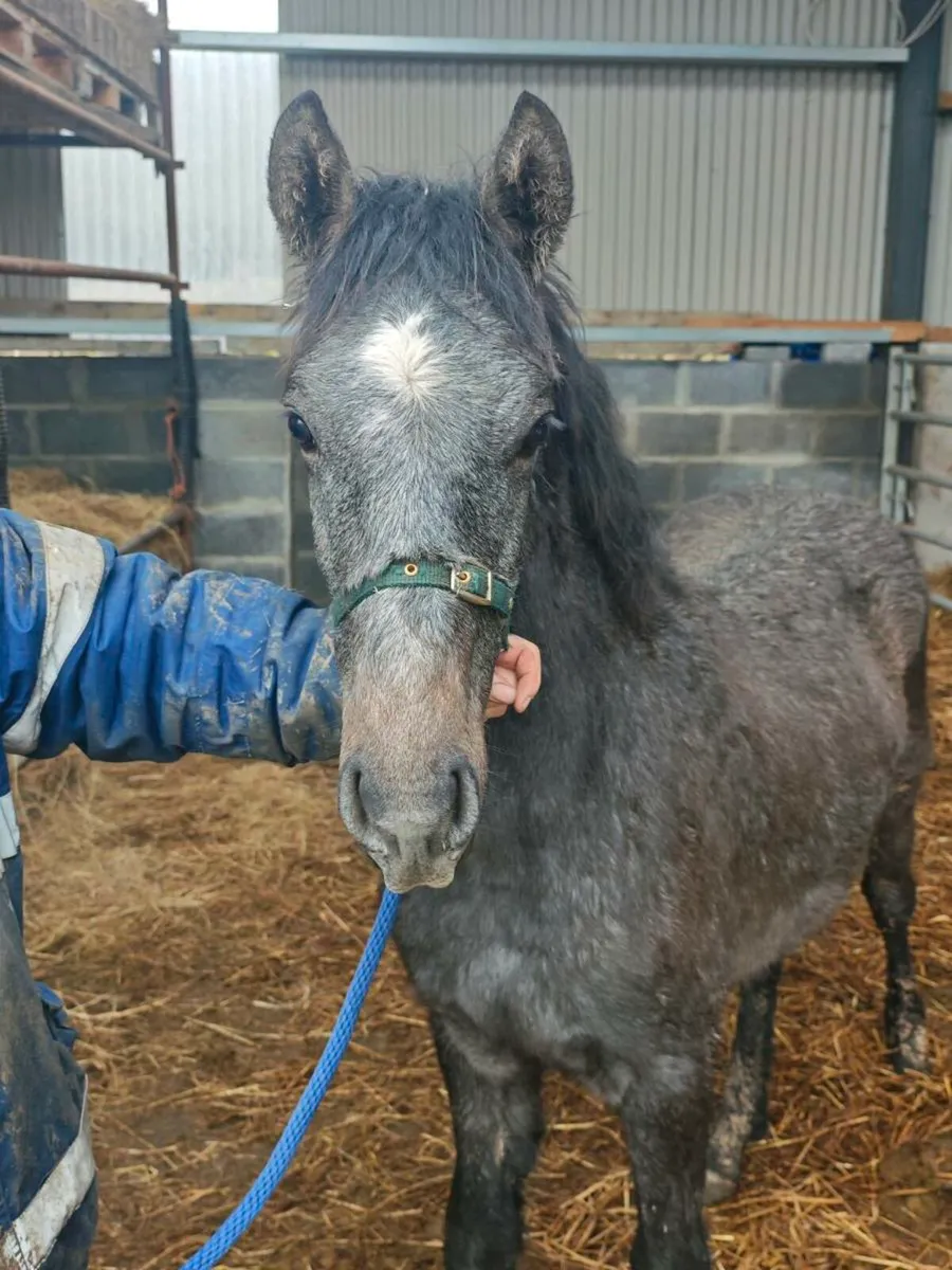 Connemara colt foal - Image 2