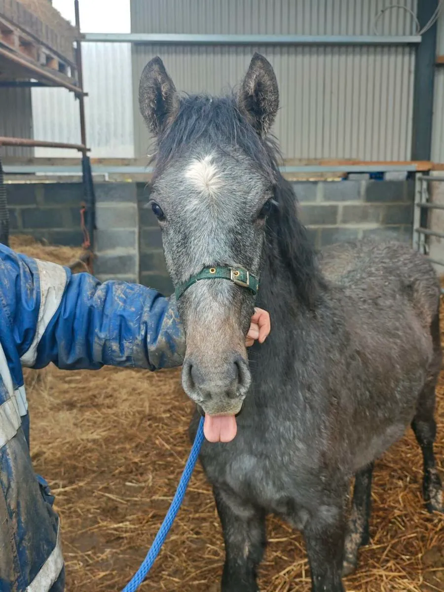 Connemara colt foal - Image 3