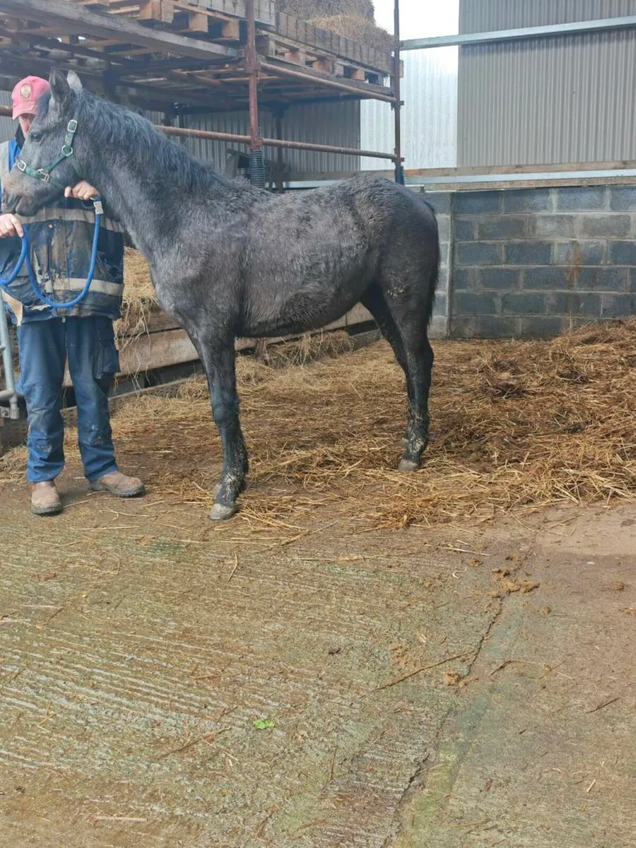 Connemara colt foal - Image 4