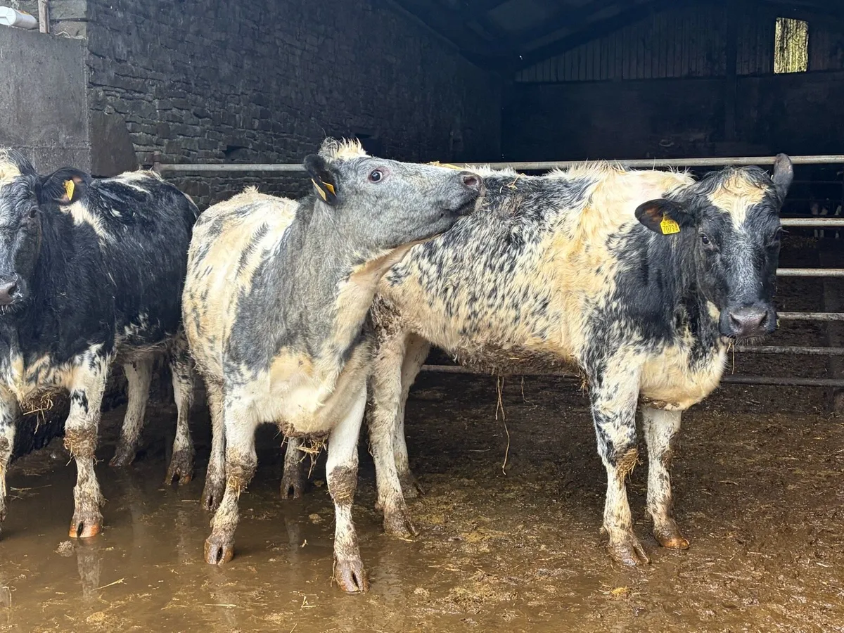 Dairy shorthorn heifers - Image 3