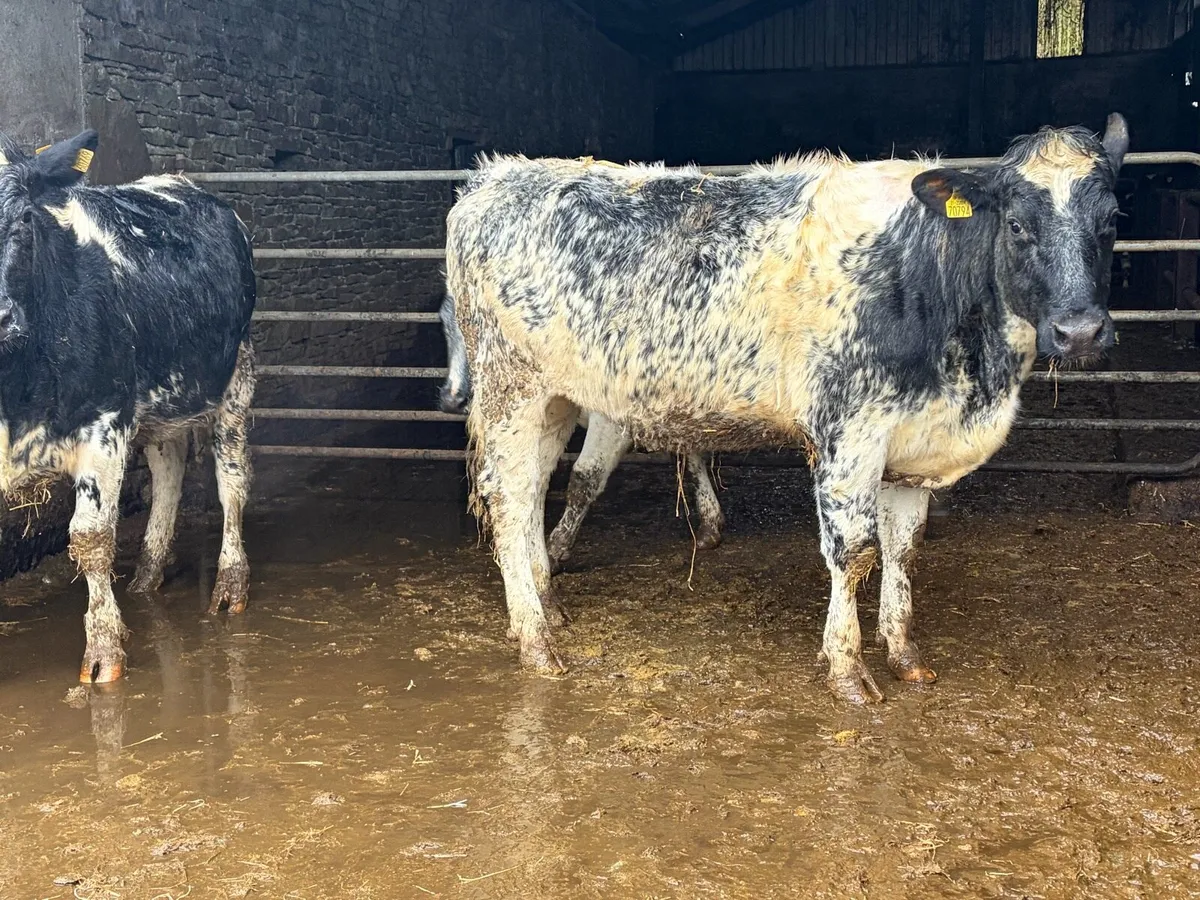 Dairy shorthorn heifers - Image 4