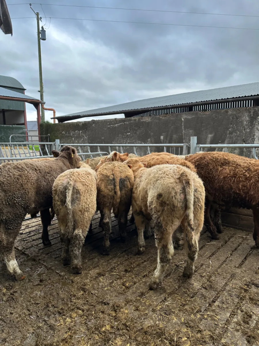 Charolais bullocks - Image 1