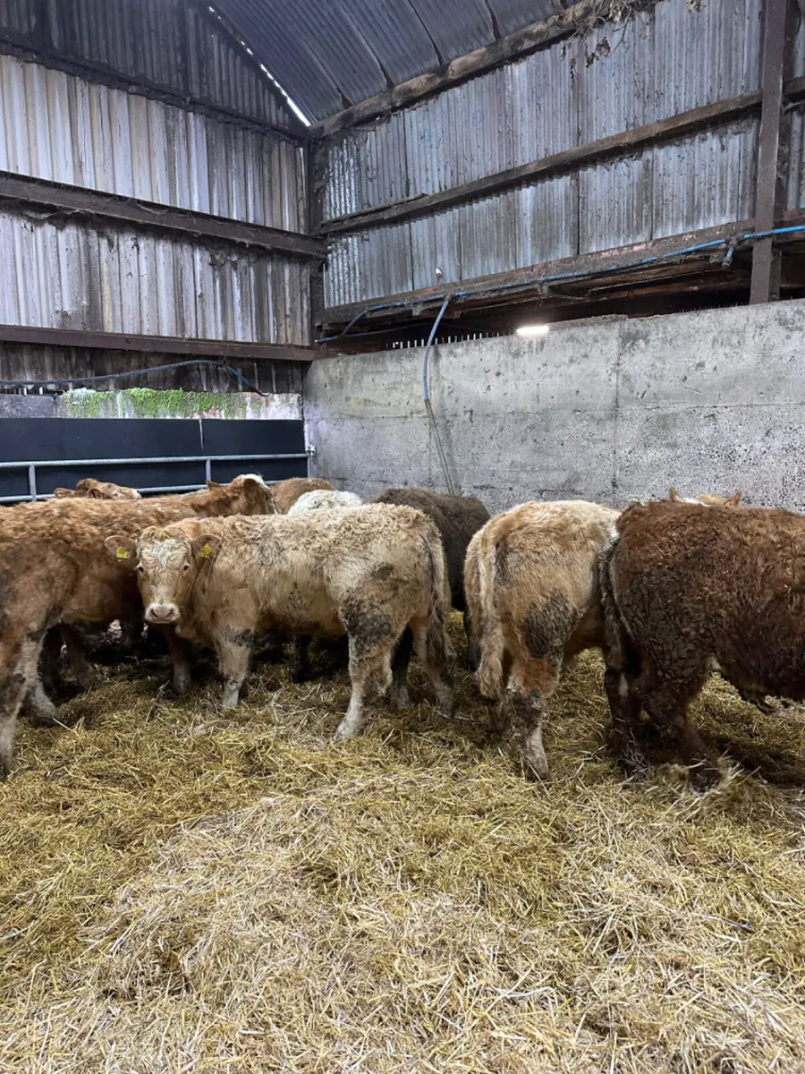 Charolais bullocks - Image 4