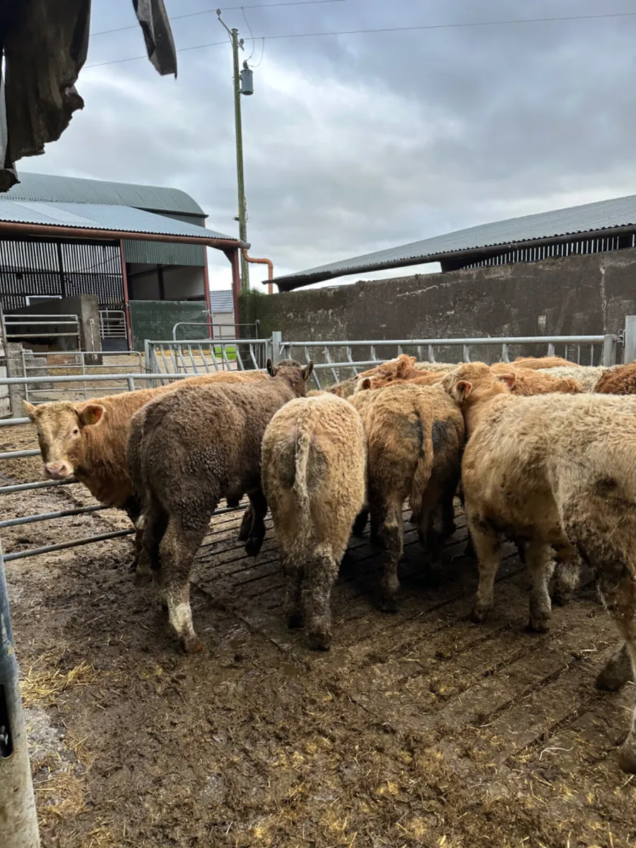 Charolais bullocks - Image 2