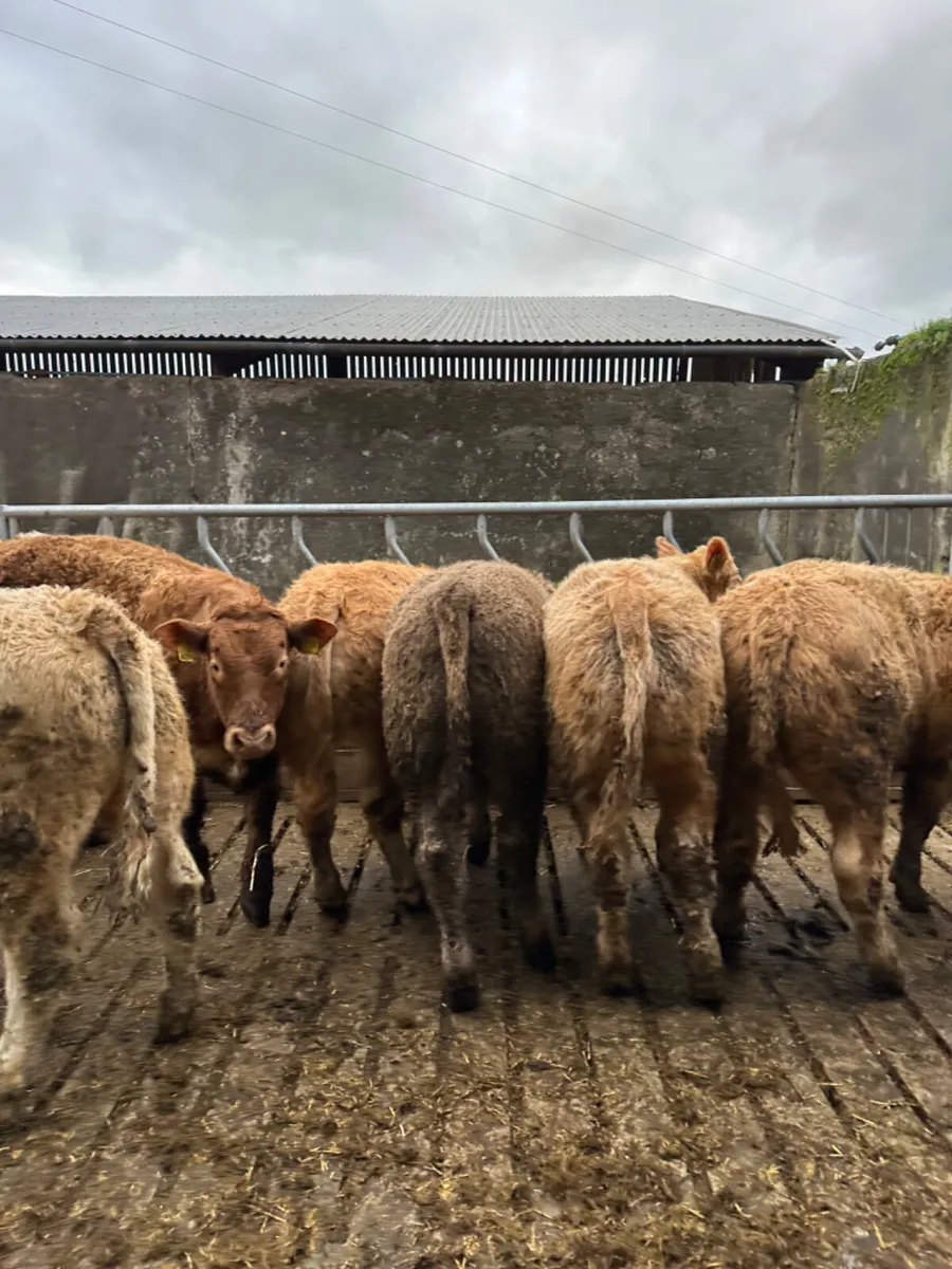 Charolais bullocks - Image 3