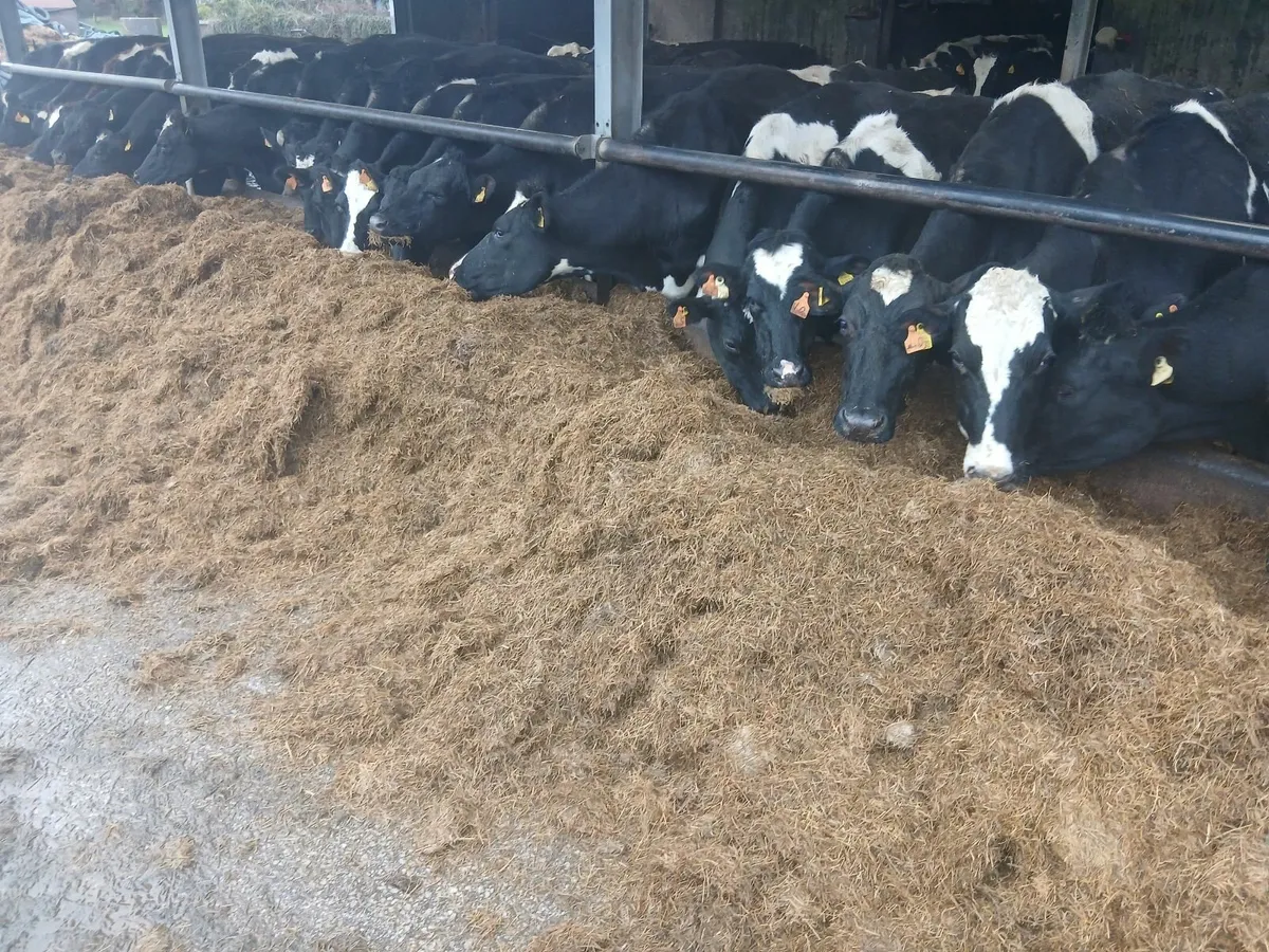 Full Herd of 50 Head For Sale - Image 1